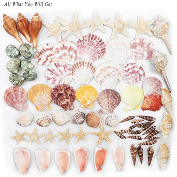 70 Pack Sea Shells Collection