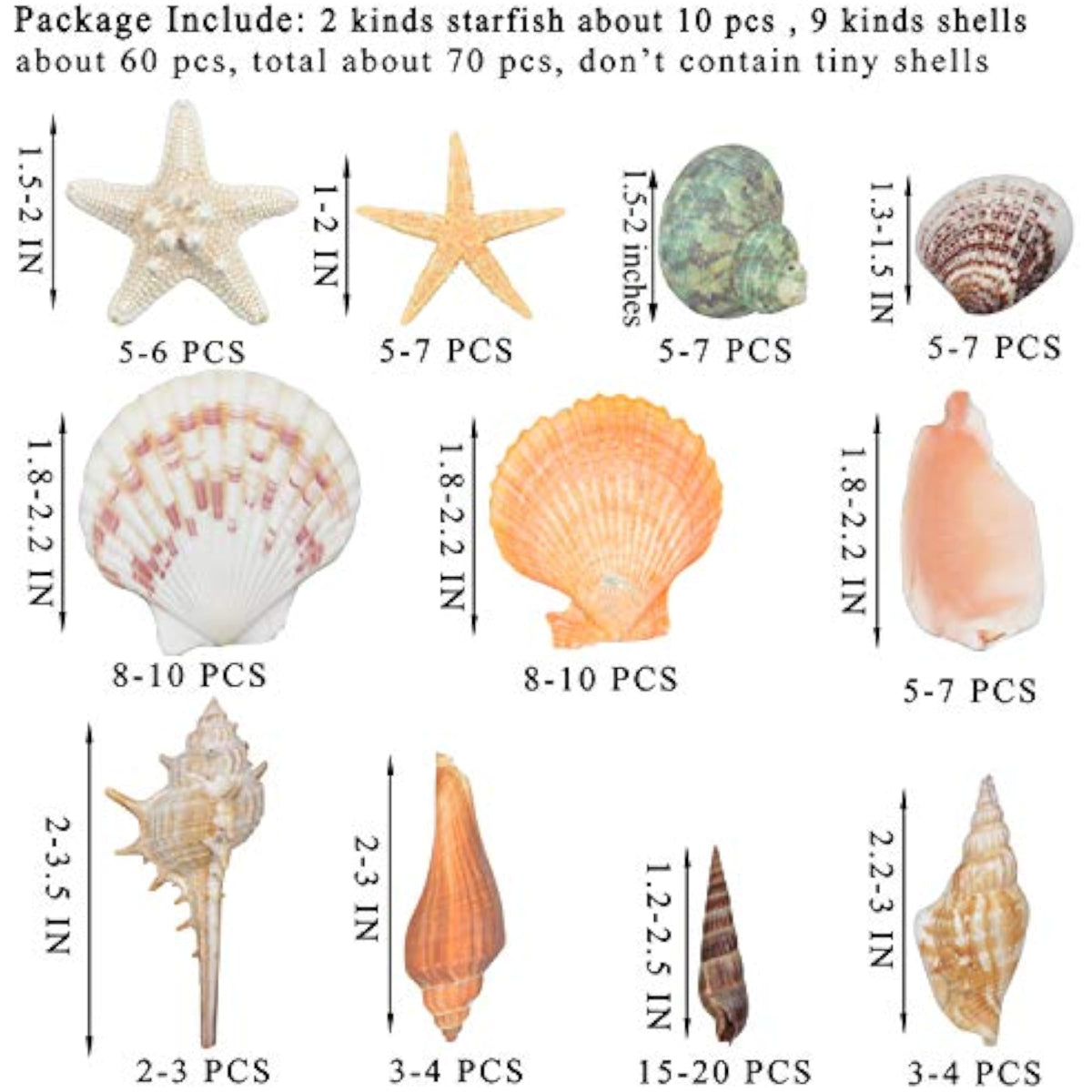 70 Pack Sea Shells Collection