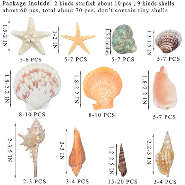 70 Pack Sea Shells Collection